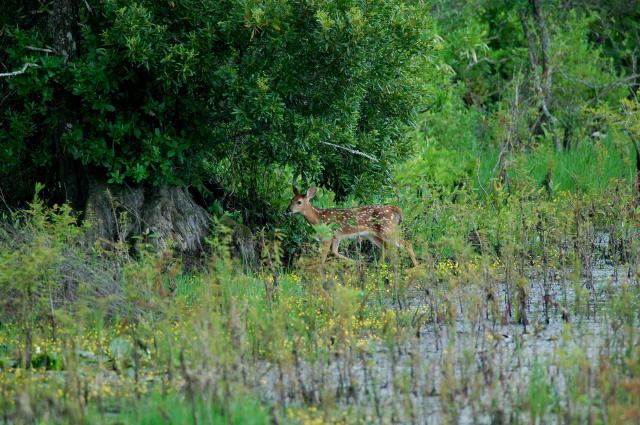 White-tailed+Deer (<I>Odocoileus virginianus</I>), Lake Waccamaw State Park, North Carolina, United States