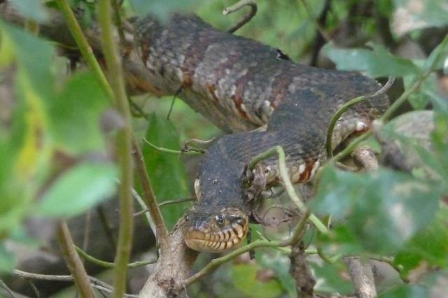 Banded+Water+Snake (<I>Nerodia fasciata</I>), Lumber River State Park, North Carolina, United States