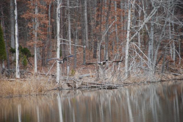 Canada+Goose (<I>Branta canadensis</I>), Mayo River State Park, North Carolina, United States