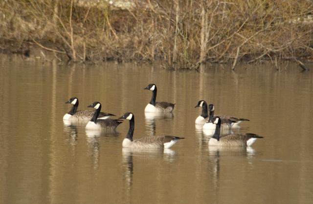 Canada+Goose (<I>Branta canadensis</I>), Mayo River State Park, North Carolina, United States