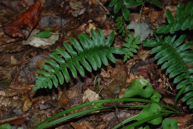 Christmas+Fern (<I>Polystichum acrostichoides</I>), Mayo River State Park, North Carolina, United States