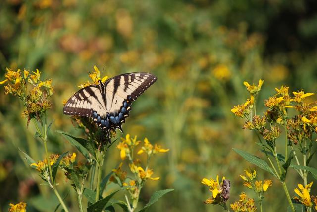Eastern+Tiger+Swallowtail (<I>Papilio glaucus</I>), Mayo River State Park, North Carolina, United States
