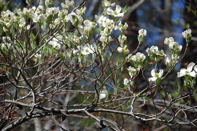 Flowering+Dogwood (<I>Cornus florida</I>), Mayo River State Park, North Carolina, United States