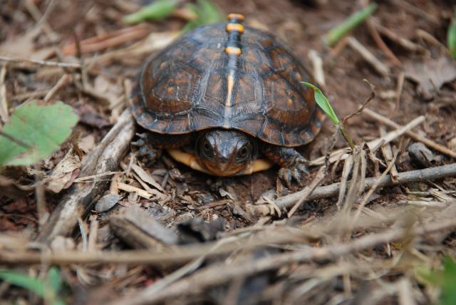 Eastern+Box+Turtle (<I>Terrapene carolina</I>), Mayo River State Park, North Carolina, United States