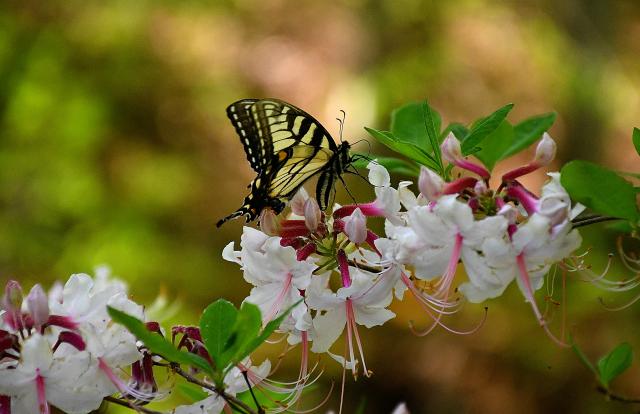 Eastern+Tiger+Swallowtail (<I>Papilio glaucus</I>), Mayo River State Park, North Carolina, United States