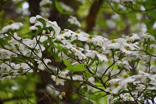Flowering+Dogwood (<I>Cornus florida</I>), Mayo River State Park, North Carolina, United States