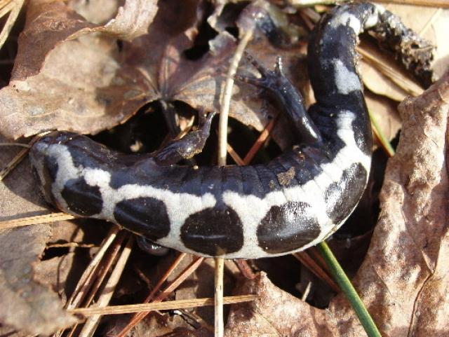 Marbled+Salamander (<I>Ambystoma opacum</I>), Merchants Millpond State Park, North Carolina, United States