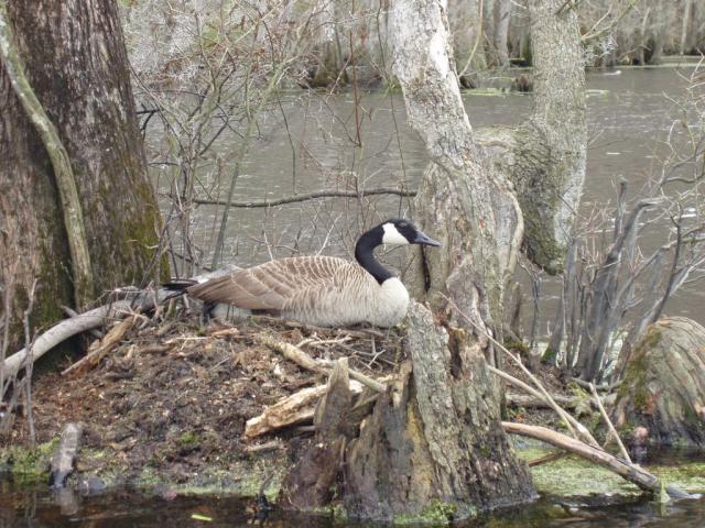 Canada+Goose (<I>Branta canadensis</I>), Merchants Millpond State Park, North Carolina, United States