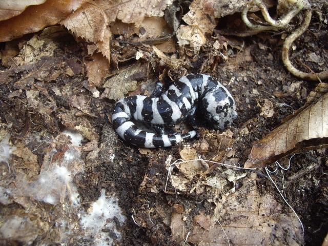 Marbled+Salamander (<I>Ambystoma opacum</I>), Merchants Millpond State Park, North Carolina, United States