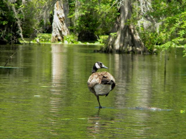 Canada+Goose (<I>Branta canadensis</I>), Merchants Millpond State Park, North Carolina, United States