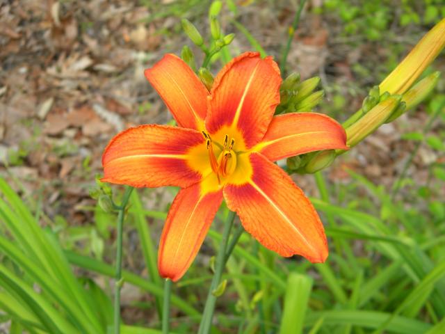 Orange+Daylily (<I>Hemerocallis fulva</I>), Merchants Millpond State Park, North Carolina, United States
