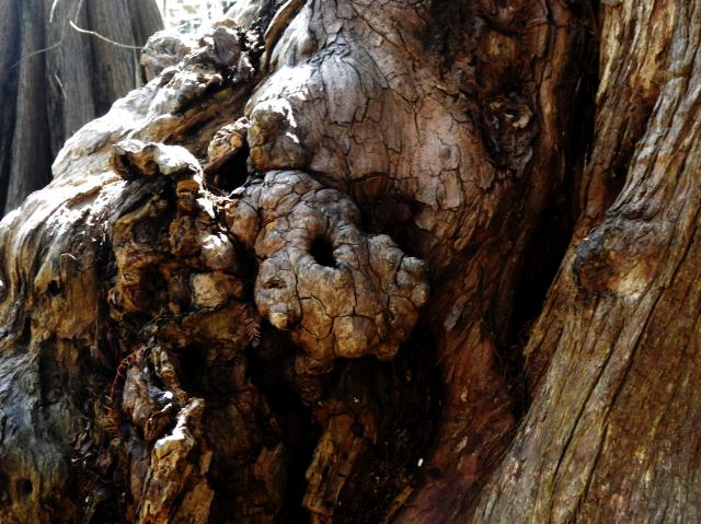 Bald+Cypress (<I>Taxodium distichum</I>), Merchants Millpond State Park, North Carolina, United States