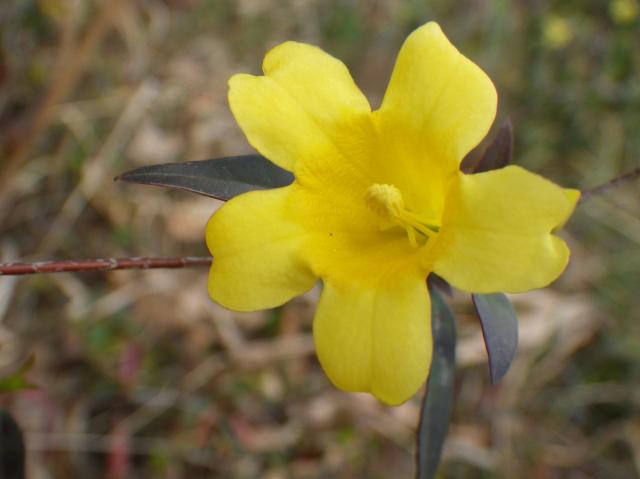 Yellow+Jessamine (<I>Gelsemium sempervirens</I>), Merchants Millpond State Park, North Carolina, United States