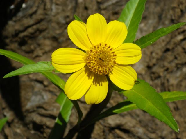 Smooth+Bur-marigold (<I>Bidens laevis</I>), Merchants Millpond State Park, North Carolina, United States