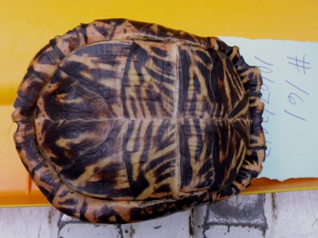 Eastern+Box+Turtle (<I>Terrapene carolina</I>), Merchants Millpond State Park, North Carolina, United States