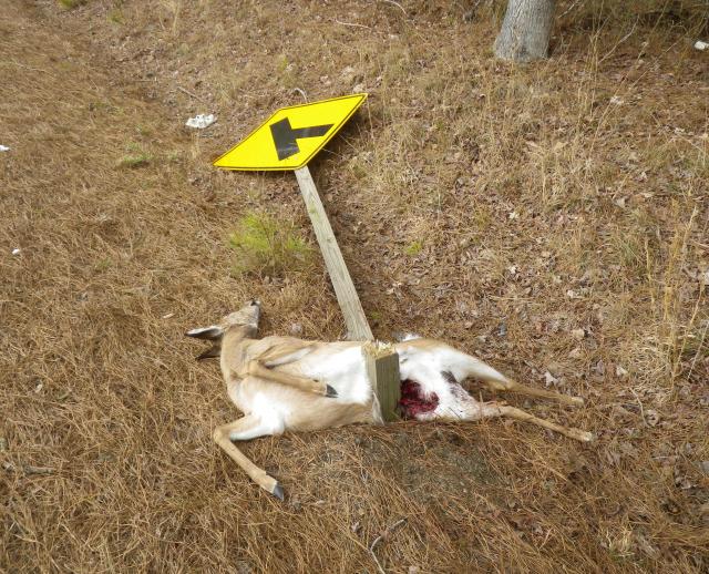 White-tailed+Deer (<I>Odocoileus virginianus</I>), Merchants Millpond State Park, North Carolina, United States
