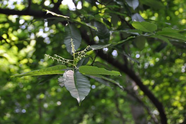 Sourwood (<I>Oxydendrum arboreum</I>), Merchants Millpond State Park, North Carolina, United States