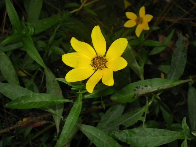 Smooth+Bur-marigold (<I>Bidens laevis</I>), Merchants Millpond State Park, North Carolina, United States