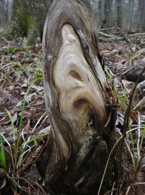 Bald+Cypress (<I>Taxodium distichum</I>), Merchants Millpond State Park, North Carolina, United States