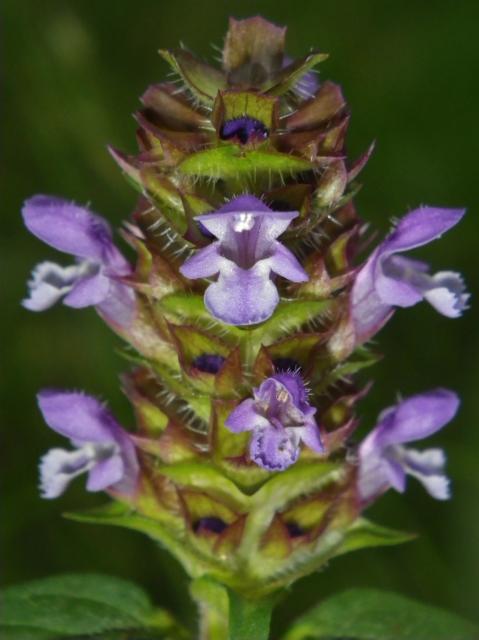 Self-heal (<I>Prunella vulgaris</I>), Merchants Millpond State Park, North Carolina, United States