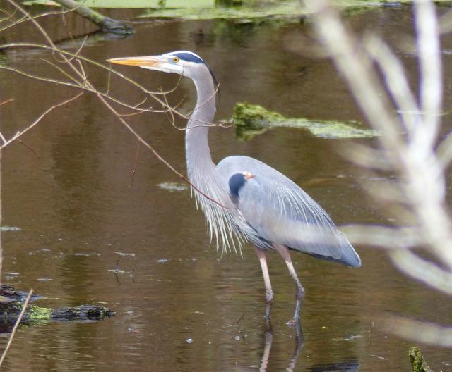 Great+Blue+Heron (<I>Ardea herodias</I>), Merchants Millpond State Park, North Carolina, United States