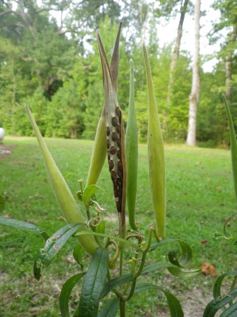 Butterfly+Milkweed (<I>Asclepias tuberosa var. tuberosa</I>), Merchants Millpond State Park, North Carolina, United States
