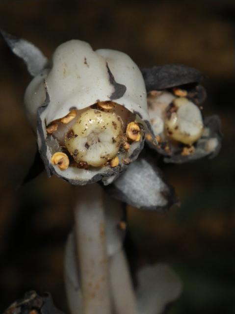 Indian-pipe (<I>Monotropa uniflora</I>), Merchants Millpond State Park, North Carolina, United States