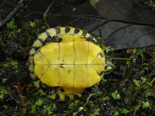 Yellow-bellied+Slider (<I>Trachemys scripta scripta</I>), Merchants Millpond State Park, North Carolina, United States