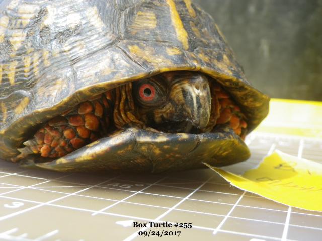 Eastern+Box+Turtle (<I>Terrapene carolina</I>), Merchants Millpond State Park, North Carolina, United States