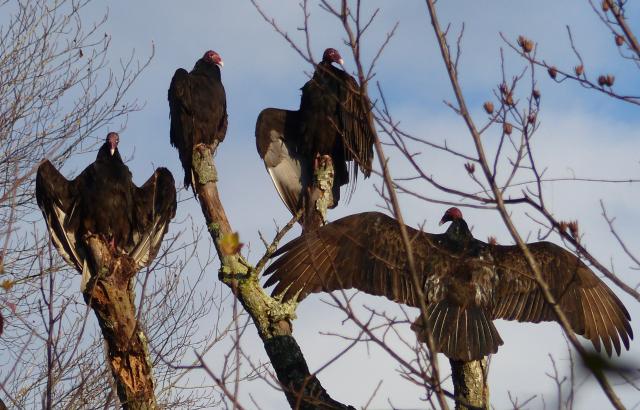 Turkey+Vulture (<I>Cathartes aura</I>), Merchants Millpond State Park, North Carolina, United States