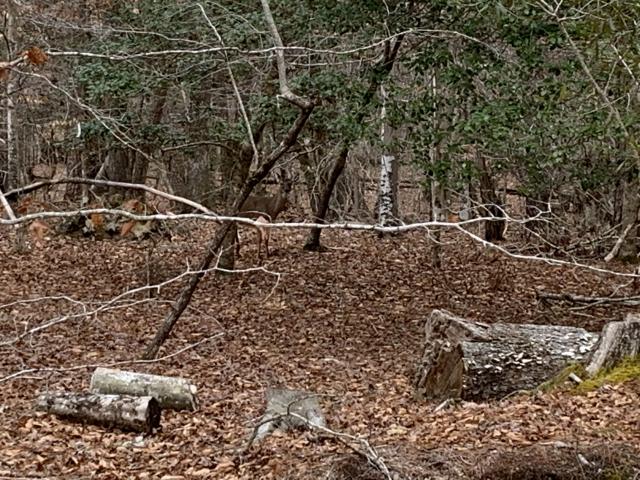 White-tailed+Deer (<I>Odocoileus virginianus</I>), Merchants Millpond State Park, North Carolina, United States