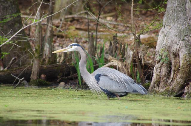 Great+Blue+Heron (<I>Ardea herodias</I>), Merchants Millpond State Park, North Carolina, United States