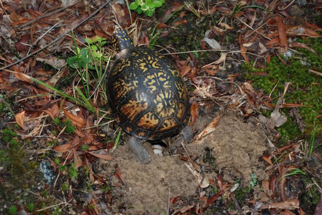 Eastern+Box+Turtle (<I>Terrapene carolina</I>), Medoc Mountain State Park, North Carolina, United States