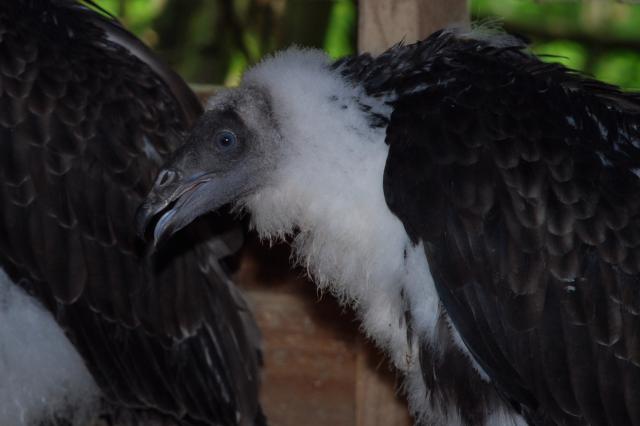 Turkey+Vulture (<I>Cathartes aura</I>), Medoc Mountain State Park, North Carolina, United States