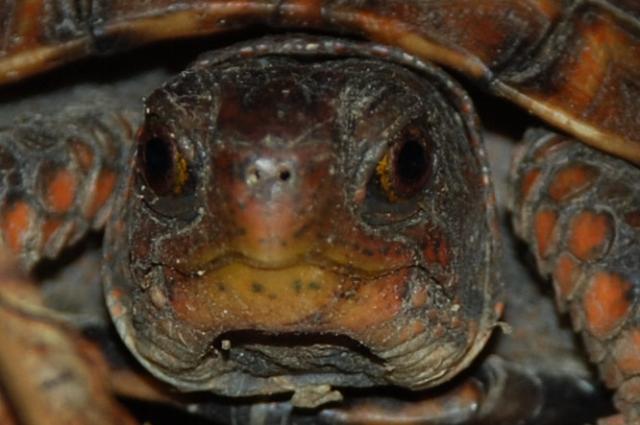 Eastern+Box+Turtle (<I>Terrapene carolina</I>), Medoc Mountain State Park, North Carolina, United States