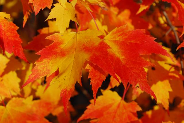 Red+Maple (<I>Acer rubrum</I>), Medoc Mountain State Park, North Carolina, United States