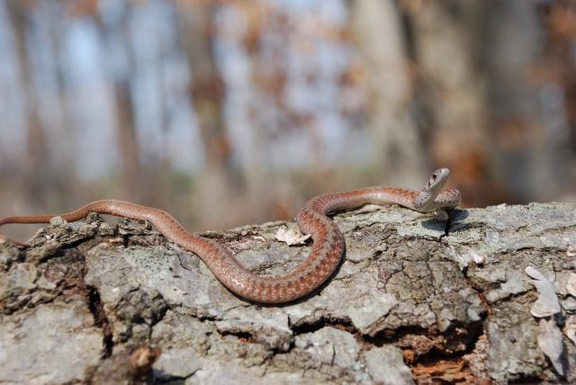Brown+Snake (<I>Storeria dekayi</I>), Medoc Mountain State Park, North Carolina, United States