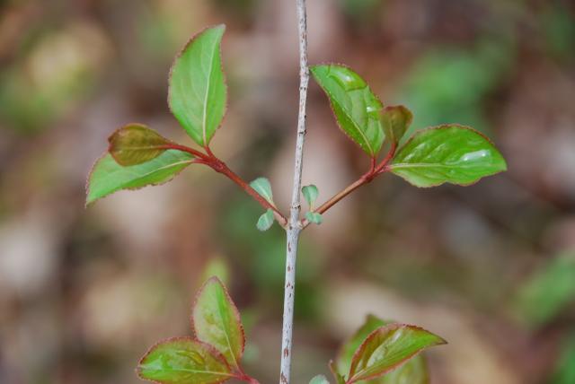 Smooth+Black-haw (<I>Viburnum prunifolium</I>), Medoc Mountain State Park, North Carolina, United States