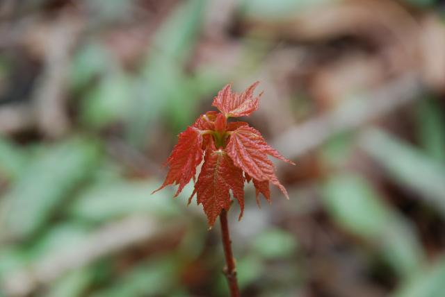 Red+Maple (<I>Acer rubrum</I>), Medoc Mountain State Park, North Carolina, United States