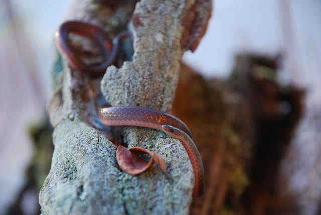 Eastern+Worm+Snake (<I>Carphophis amoenus</I>), Medoc Mountain State Park, North Carolina, United States