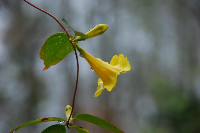 Yellow+Jessamine (<I>Gelsemium sempervirens</I>), Medoc Mountain State Park, North Carolina, United States
