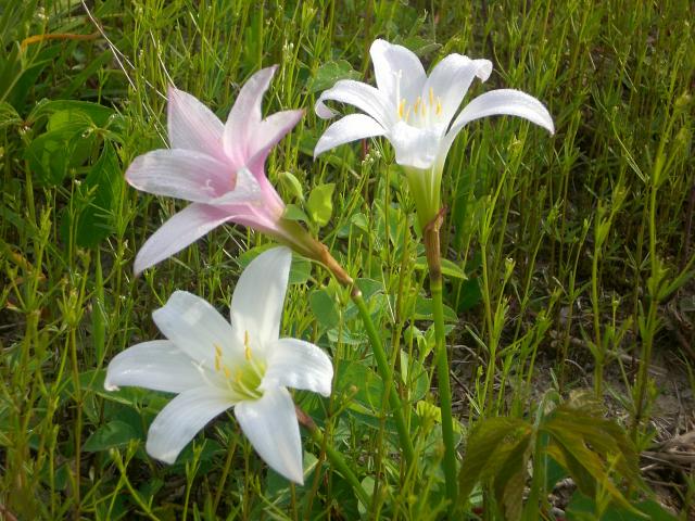 Atamasco+Lily (<I>Zephyranthes atamasco</I>), Medoc Mountain State Park, North Carolina, United States