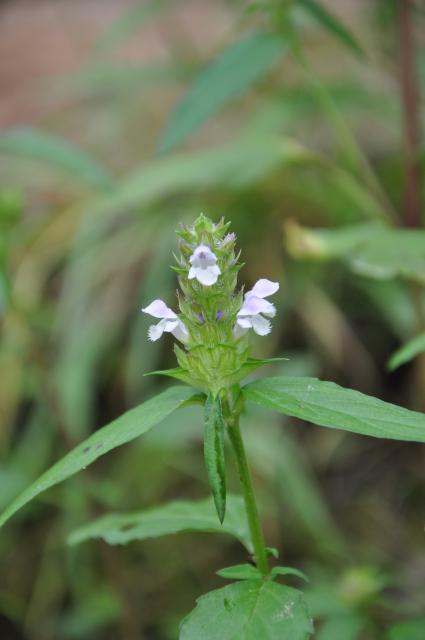 Self-heal (<I>Prunella vulgaris</I>), Medoc Mountain State Park, North Carolina, United States