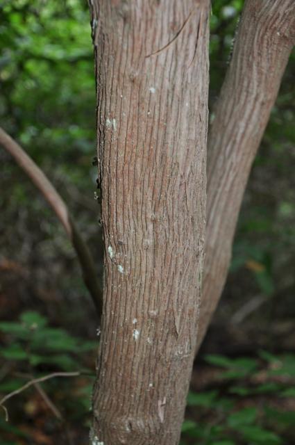 Mountain+Laurel (<I>Kalmia latifolia</I>), Medoc Mountain State Park, North Carolina, United States