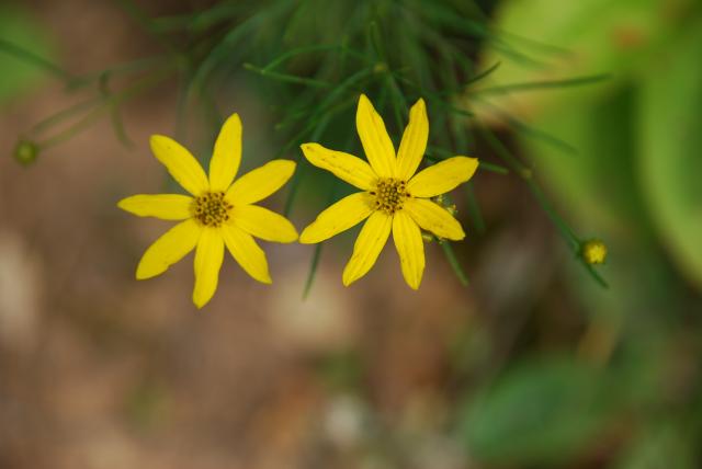 Whorled+Coreopsis (<I>Coreopsis verticillata</I>), Medoc Mountain State Park, North Carolina, United States