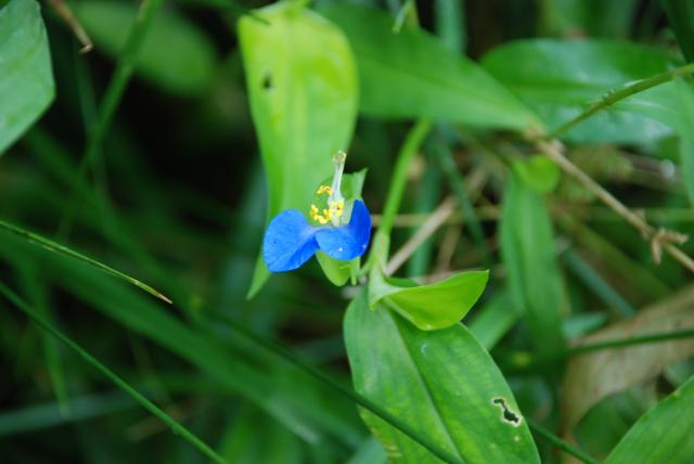 Asiatic+Dayflower (<I>Commelina communis var communis</I>), Medoc Mountain State Park, North Carolina, United States