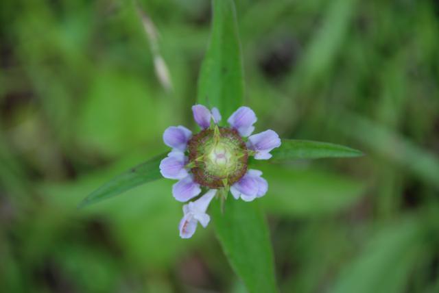 Self-heal (<I>Prunella vulgaris</I>), Medoc Mountain State Park, North Carolina, United States