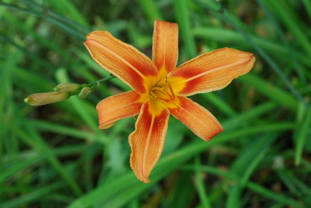 Orange+Daylily (<I>Hemerocallis fulva</I>), Medoc Mountain State Park, North Carolina, United States