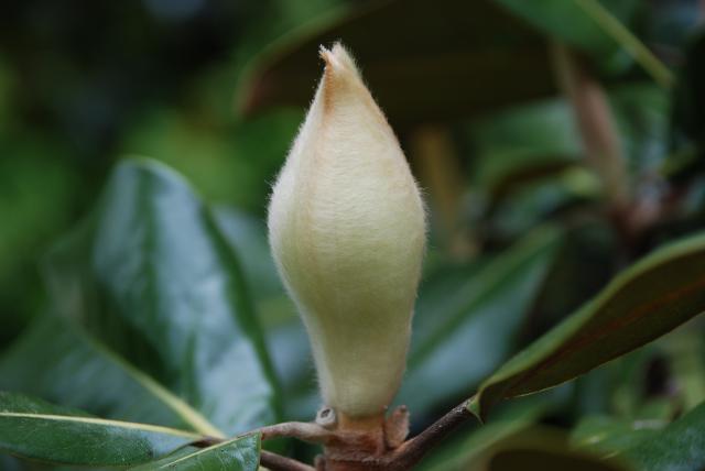 Southern+Magnolia (<I>Magnolia grandiflora</I>), Medoc Mountain State Park, North Carolina, United States