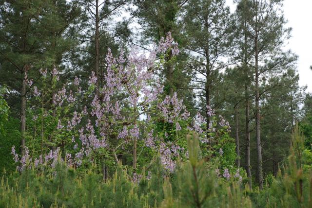 Princess+Tree (<I>Paulownia tomentosa</I>), Medoc Mountain State Park, North Carolina, United States